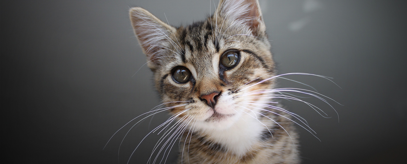 Tabby domestic shorthair cat