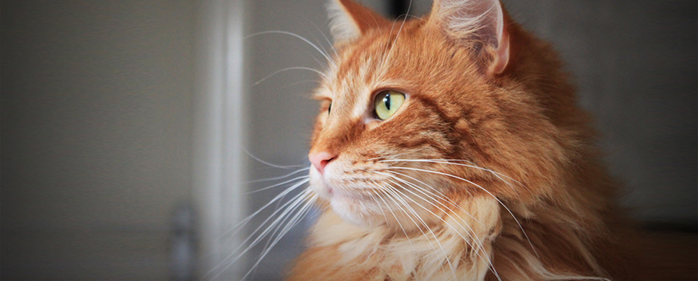 Ginger domestic longhair cat